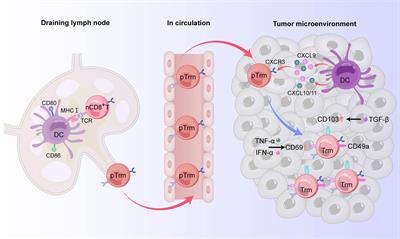 The Emerging Role of Tissue-Resident Memory CD8+ T Lymphocytes in Human Digestive Tract Cancers